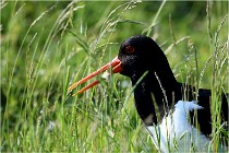 D500 Texel 18-05-26 00102   Photos ACG 2018