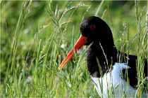 D500 Texel 18-05-26 00103   Photos ACG 2018