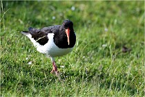 D500 Texel 18-05-26 00104   Photos ACG 2018