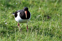 D500 Texel 18-05-26 00106   Photos ACG 2018