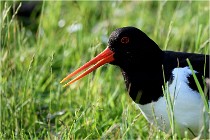 D500 Texel 18-05-26 00109   Photos ACG 2018