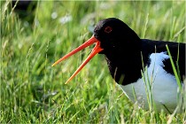 D500 Texel 18-05-26 00111   Photos ACG 2018