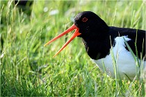 D500 Texel 18-05-26 00112   Photos ACG 2018