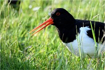 D500 Texel 18-05-26 00113   Photos ACG 2018