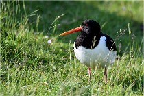 D500 Texel 18-05-26 00120   Photos ACG 2018