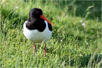 D500 Texel 18-05-26 00123   Photos ACG 2018