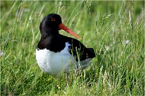 D500 Texel 18-05-26 00129   Photos ACG 2018