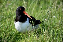 D500 Texel 18-05-26 00134   Photos ACG 2018