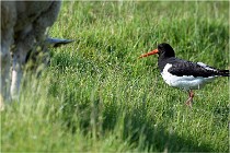 D500 Texel 18-05-26 00138   Photos ACG 2018