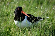 D500 Texel 18-05-26 00139   Photos ACG 2018