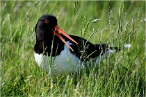 D500 Texel 18-05-26 00140   Photos ACG 2018