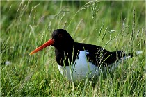 D500 Texel 18-05-26 00141   Photos ACG 2018