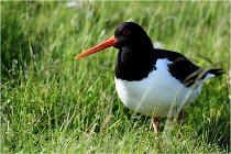 D500 Texel 18-05-26 00148   Photos ACG 2018