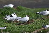 D500 Texel 18-05-26 00150   Photos ACG 2018