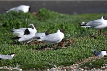D500 Texel 18-05-26 00152   Photos ACG 2018