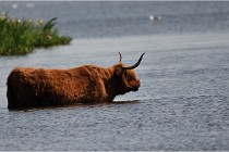D500 Texel 18-05-26 00158  3  Photos ACG 2018
