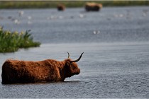 D500 Texel 18-05-26 00160  4  Photos ACG 2018