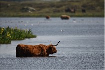 D500 Texel 18-05-26 00162  5  Photos ACG 2018
