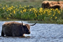 D500 Texel 18-05-26 00163  01  Photos ACG 2018