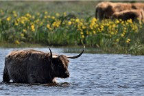 D500 Texel 18-05-26 00163  3  Photos ACG 2018