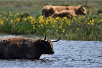 D500 Texel 18-05-26 00165  3  Photos ACG 2018