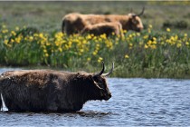 D500 Texel 18-05-26 00166  4  Photos ACG 2018