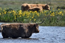 D500 Texel 18-05-26 00167  5  Photos ACG 2018