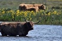 D500 Texel 18-05-26 00168  6  Photos ACG 2018