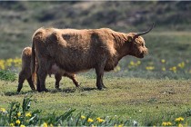 D500 Texel 18-05-26 00170  7  Photos ACG 2018