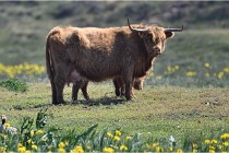 D500 Texel 18-05-26 00173  8  Photos ACG 2018