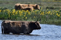 D500 Texel 18-05-26 00179  10  Photos ACG 2018