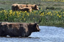 D500 Texel 18-05-26 00183  11  Photos ACG 2018