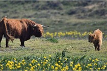 D500 Texel 18-05-26 00189  12  Photos ACG 2018