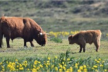 D500 Texel 18-05-26 00190  13  Photos ACG 2018