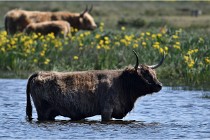 D500 Texel 18-05-26 00194  14  Photos ACG 2018