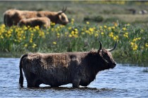D500 Texel 18-05-26 00195  15  Photos ACG 2018