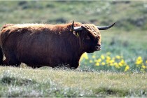 D500 Texel 18-05-26 00198  16  Photos ACG 2018