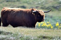 D500 Texel 18-05-26 00199  17  Photos ACG 2018
