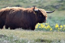D500 Texel 18-05-26 00200  18  Photos ACG 2018