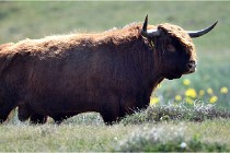 D500 Texel 18-05-26 00202  19  Photos ACG 2018