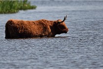 D500 Texel 18-05-26 00204  20  Photos ACG 2018