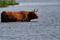 D500 Texel 18-05-26 00206  21  Photos ACG 2018
