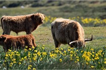 D500 Texel 18-05-26 00209  22  Photos ACG 2018