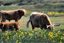 D500 Texel 18-05-26 00212  23  Photos ACG 2018