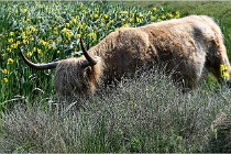 D500 Texel 18-05-26 00215  24  Photos ACG 2018