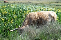 D500 Texel 18-05-26 00218  25  Photos ACG 2018