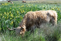 D500 Texel 18-05-26 00222  26  Photos ACG 2018