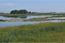 D500 Texel 18-05-28 00248   Photos ACG 2018