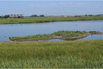 D500 Texel 18-05-28 00249   Photos ACG 2018
