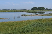 D500 Texel 18-05-28 00250   Photos ACG 2018